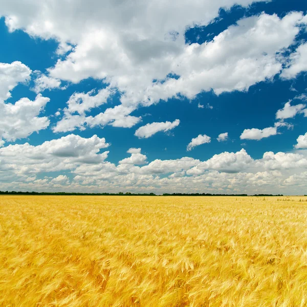 Cloudy sky over field with golden harvest — Stock Photo, Image