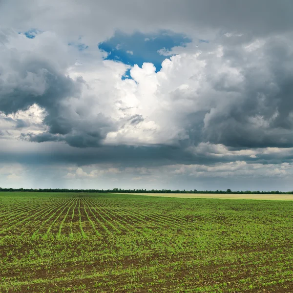 Dramatisk himmel och grönt fält under våren — Stockfoto