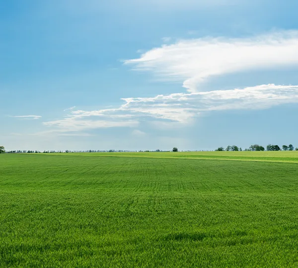 Green field and blue sky — Stock Photo, Image