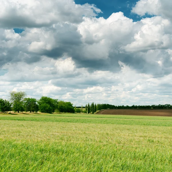 Nubes oscuras sobre el campo verde de primavera — Foto de Stock