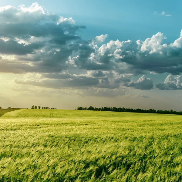 Green field and clouds over it in sunset — Stock Photo, Image