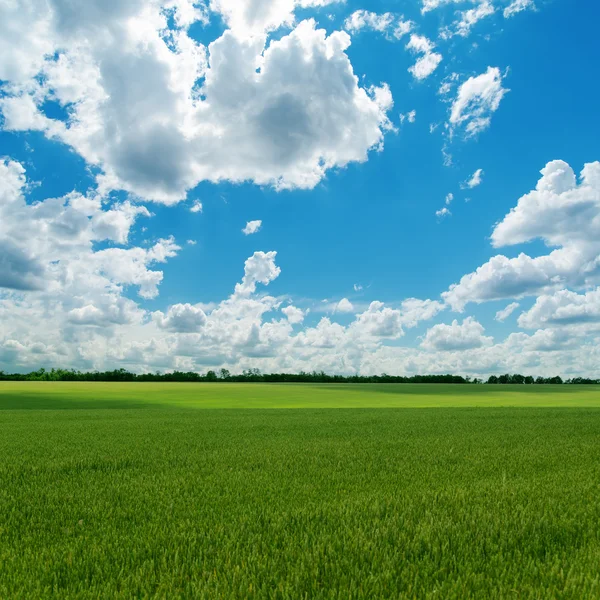 Landbouwgroen veld en bewolkte lucht — Stockfoto