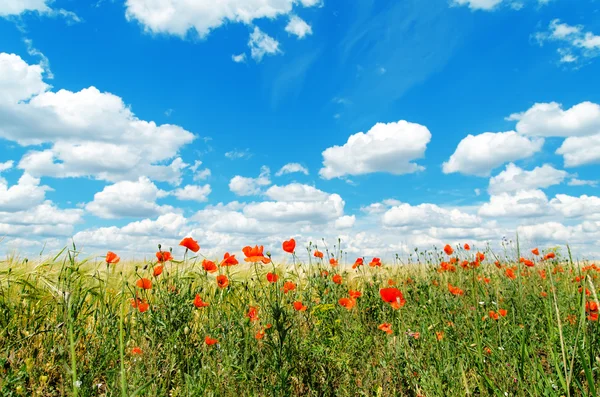 Czerwone maki na pole i chmury nad nim — Zdjęcie stockowe