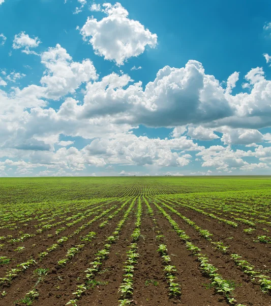 Lente veld met groene zonnebloemen en bewolkte hemel — Stockfoto