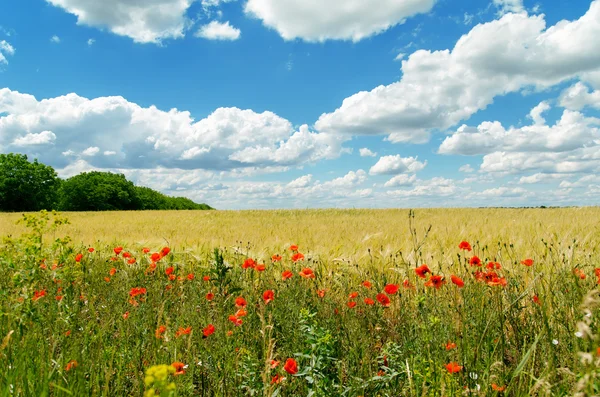 Amapolas en campo amarillo y las nubes sobre él —  Fotos de Stock