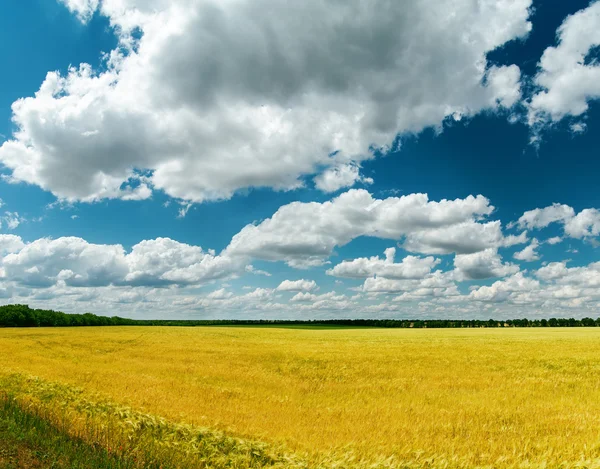 Золотое поле с урожая и облака над ним — стоковое фото