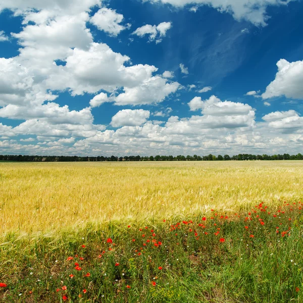 Erntefeld mit Blumen und bewölktem Himmel — Stockfoto