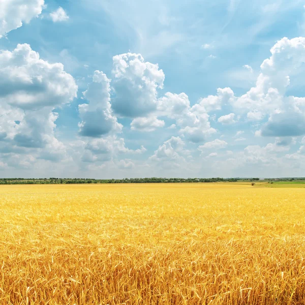 Cloudy sky over golden field. rain before — Stock Photo, Image