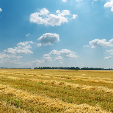 windrows bulutlu gökyüzü altında saman