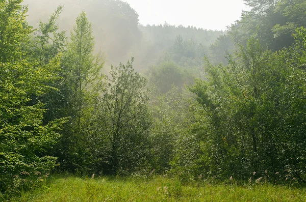 Mlha nad ráno forest — Stock fotografie