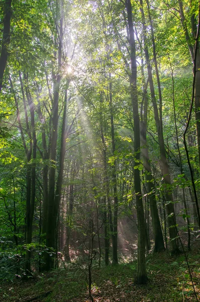 Floresta em nevoeiro com sol — Fotografia de Stock