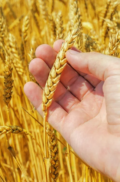 Golden harvest in hand Royalty Free Stock Images