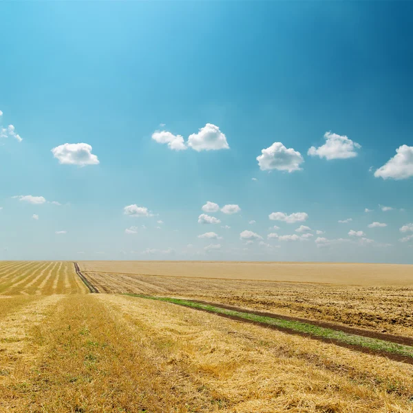 Золотое поле после уборки урожая и небо с легких облаков — стоковое фото