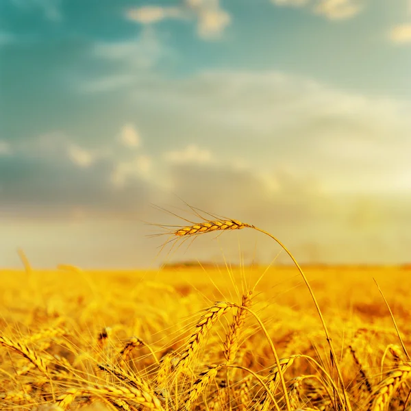 Golden harvest under molnig himmel på sunset — Stockfoto