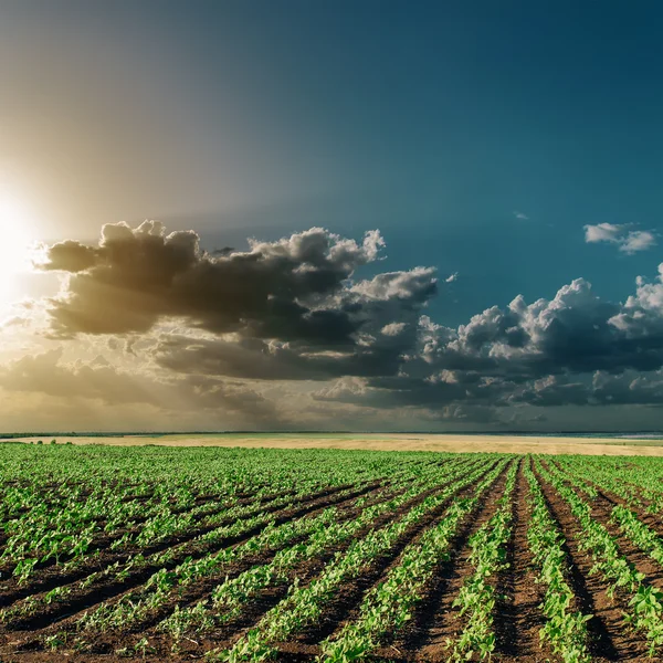 Dramatic sunset over field with green sunflowers — Stock Photo, Image