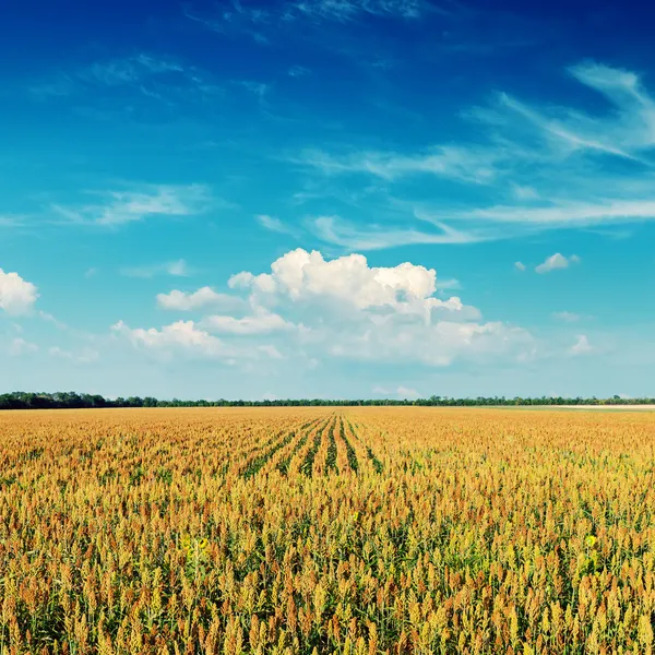 Landbouw veld en diepblauwe hemel op zonsondergang — Stockfoto