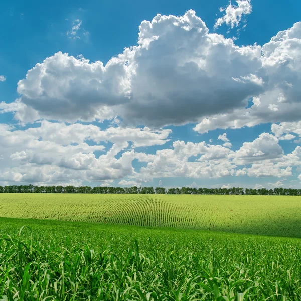 Gröna jordbruk fält under molnig himmel — Stockfoto