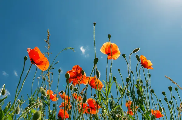 Red poppies under sunny sky — Stock Photo, Image