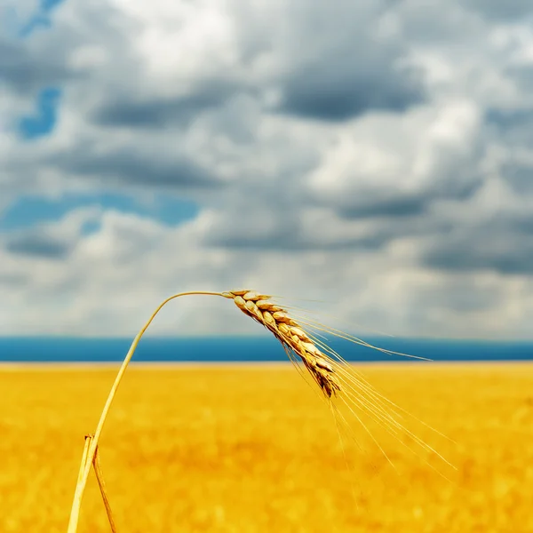 Reife Weizen unter dramatischen bewölkten Himmel — Stockfoto