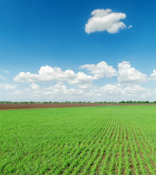 Groen veld en dlue sky — Stockfoto