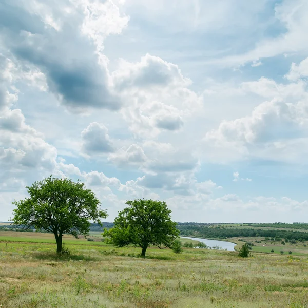 Deux arbres dans un paysage vert sous un ciel nuageux — Photo