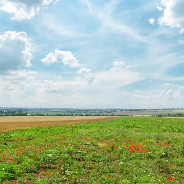 Verão campo verde com papoilas vermelhas e céu azul nublado — Fotografia de Stock