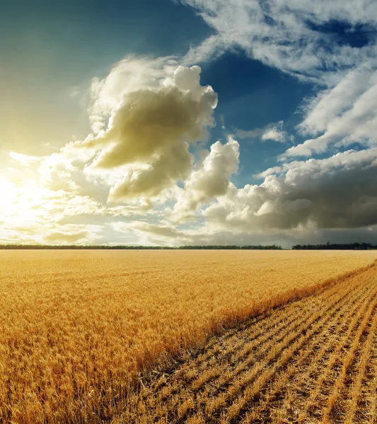 Golden field and sunset in dramatic sky — Stock Photo, Image