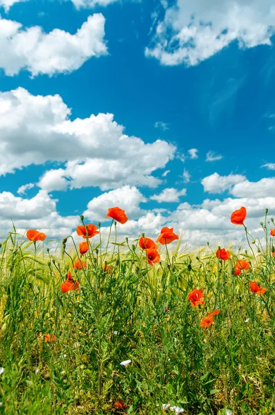 Green field with red poppies and cloudy sky — Stock Photo, Image