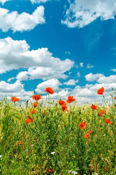 Champ vert avec des coquelicots rouges et ciel nuageux — Photo