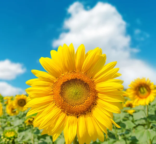 Sunflower closeup on field and blue sky — Foto Stock