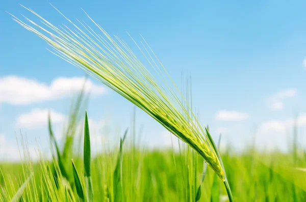 Зеленая колючка на поле — стоковое фото