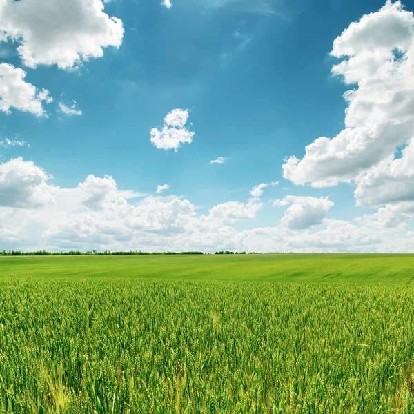 Grünes Feld und blauer bewölkter Himmel — Stockfoto