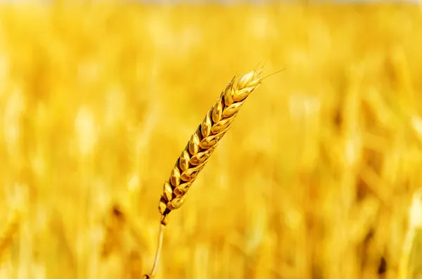 One golden wheat over field — Stock Photo, Image