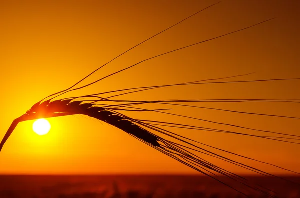 Silhouette of wheat and orange sunset Stock Photo