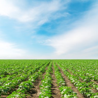 Bulutlu mavi gökyüzü ve yeşil alan