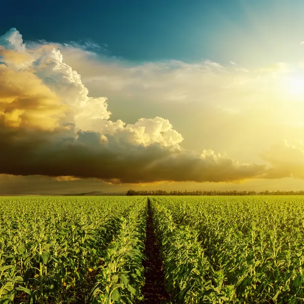 Bom por do sol sobre o campo com girassol verde — Fotografia de Stock