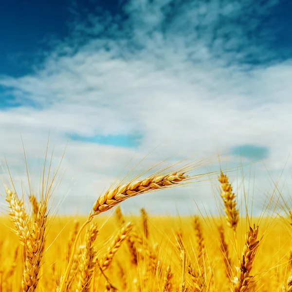 Золотой урожай под синим облачным небом — стоковое фото