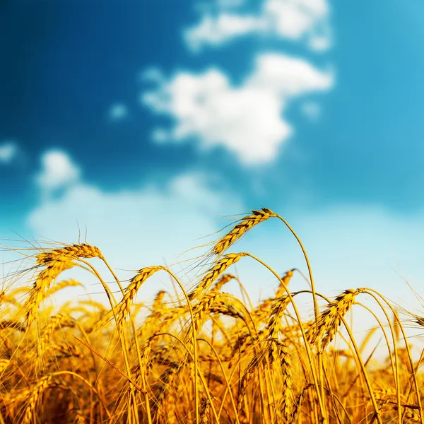 Golden harvest på sunset — Stockfoto