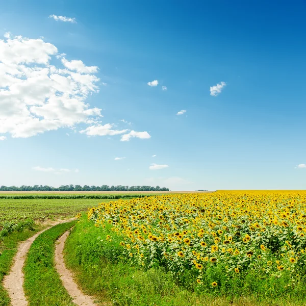 Lantlig väg i fält med solrosor och blå himmel — Stockfoto