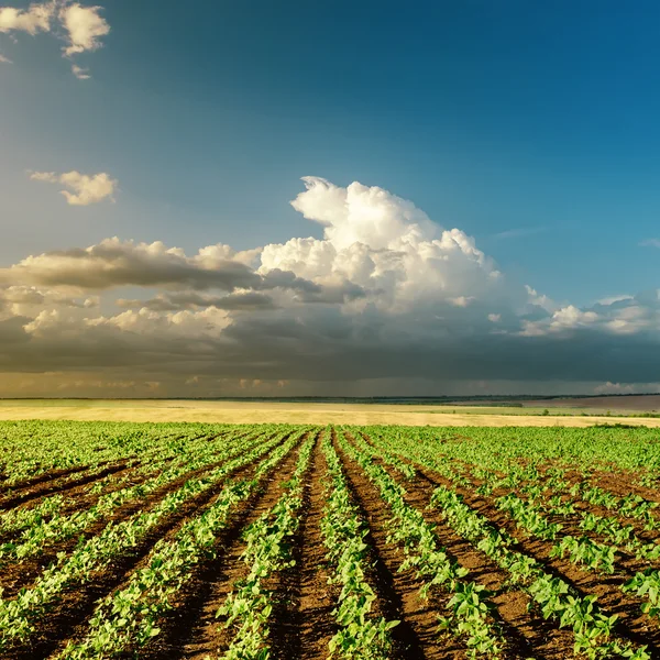 Landbouw groene veld op zonsondergang — Stockfoto