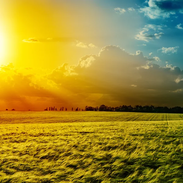 Zonsondergang boven groen veld — Stockfoto