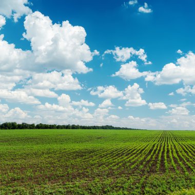 yeşil çim alanın üzerinde bulutlu gökyüzü