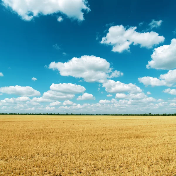 Goldenes Feld nach der Ernte und Wolken am tiefblauen Himmel — Stockfoto