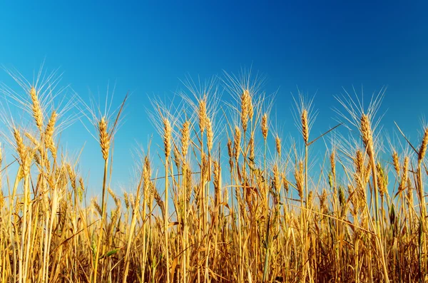 Rijp oogst onder de blauwe hemel — Stockfoto