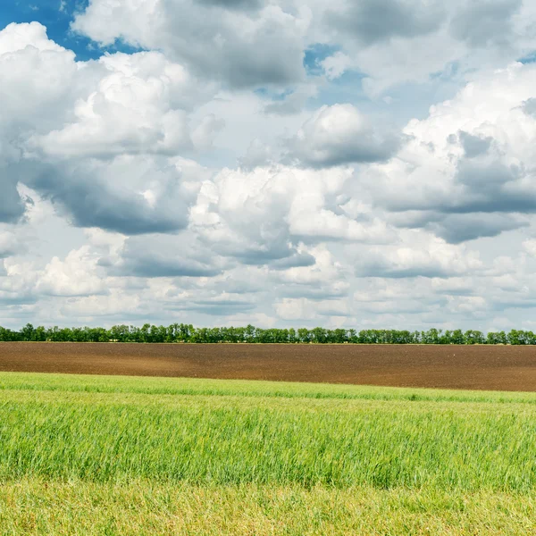 Agricultura campo verde y nubes bajas sobre él — Foto de Stock