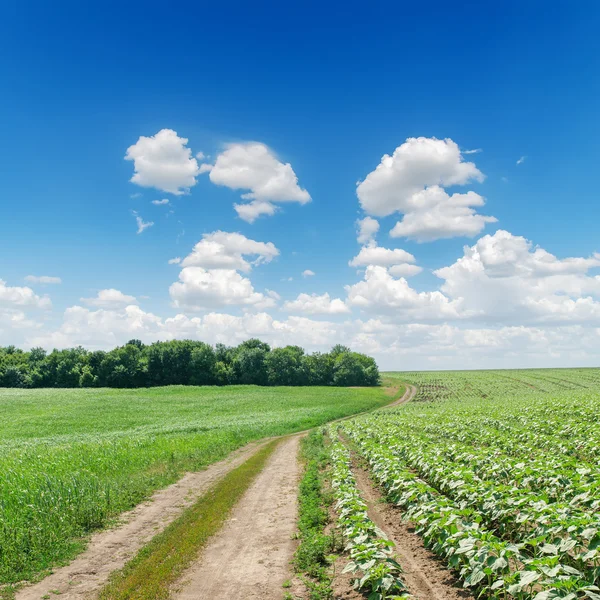 Estrada suja em campos verdes sob céu nublado — Fotografia de Stock