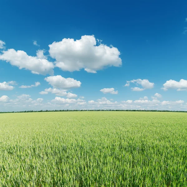 Зеленое поле и облака на голубом небе — стоковое фото