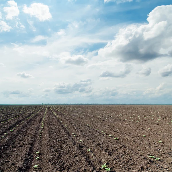 小さな緑のショットと劇的な空と耕した畑 — ストック写真
