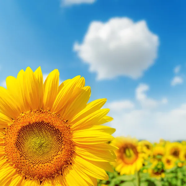 Sunflower closeup on field and blue sky — Foto Stock