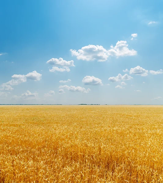 Field with golden harvest under clouds in sky — Stock Photo, Image